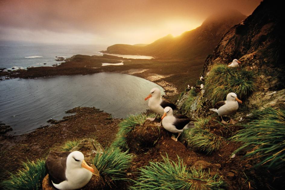 albatross-nesting-colony-south-georgia-island.adapt.945.1
