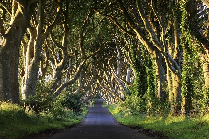 dark_hedges_ballymoney_northern_ireland_road_trees_508885327