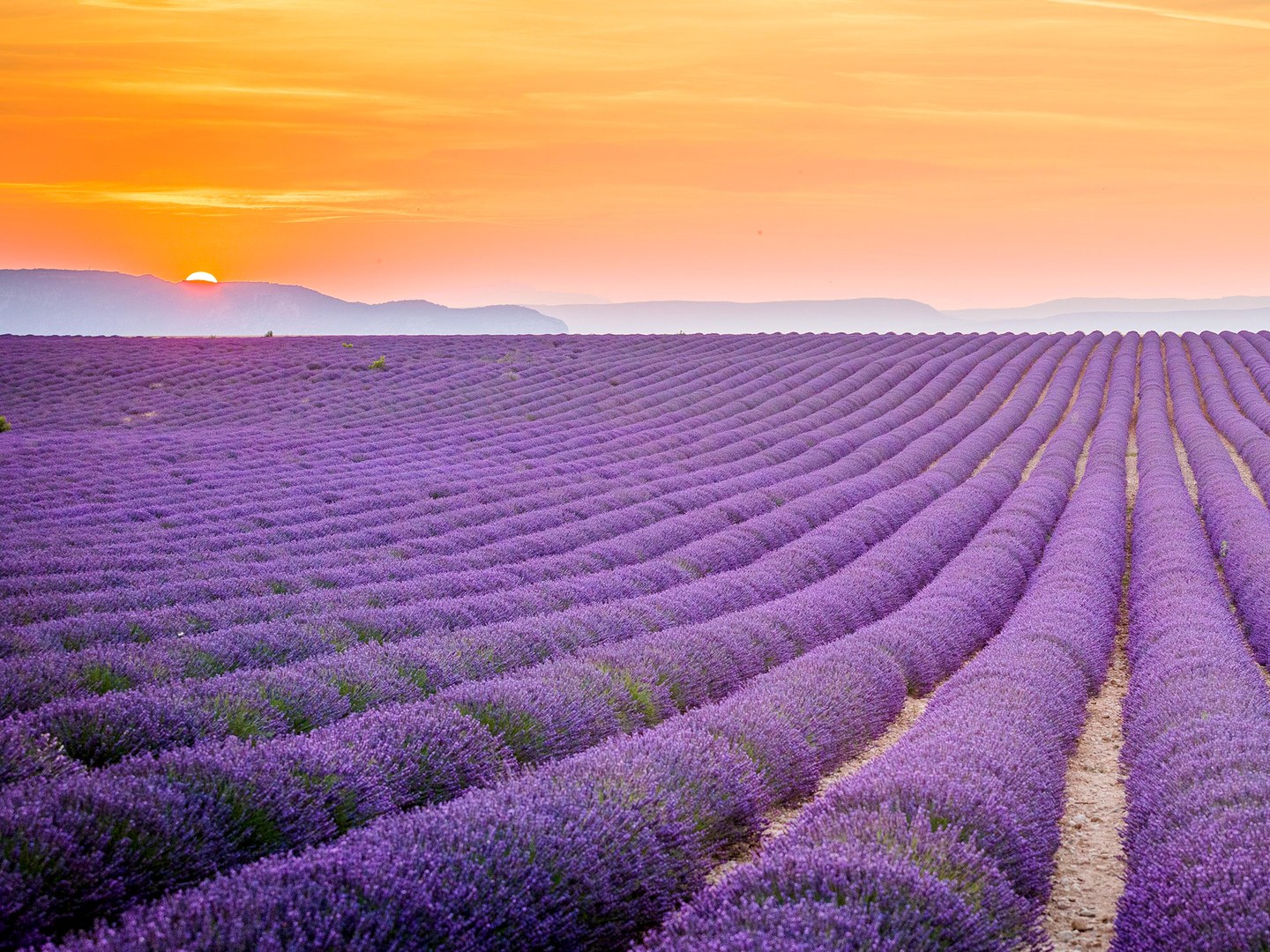 lavender-field-provence-cr-alamy