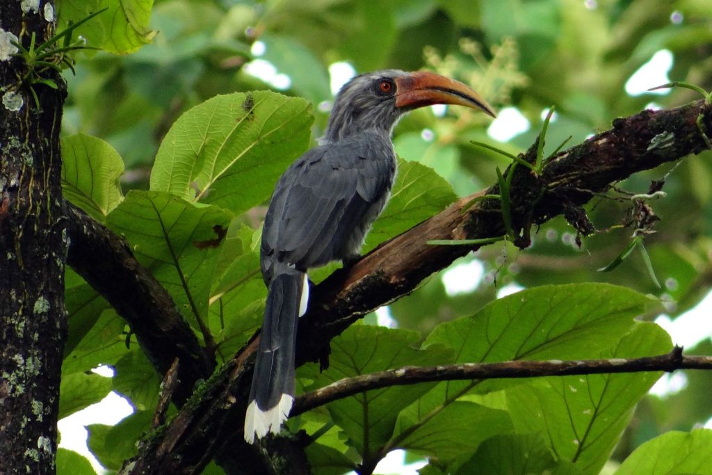 Grey-Hornbill-in-Western-Ghats