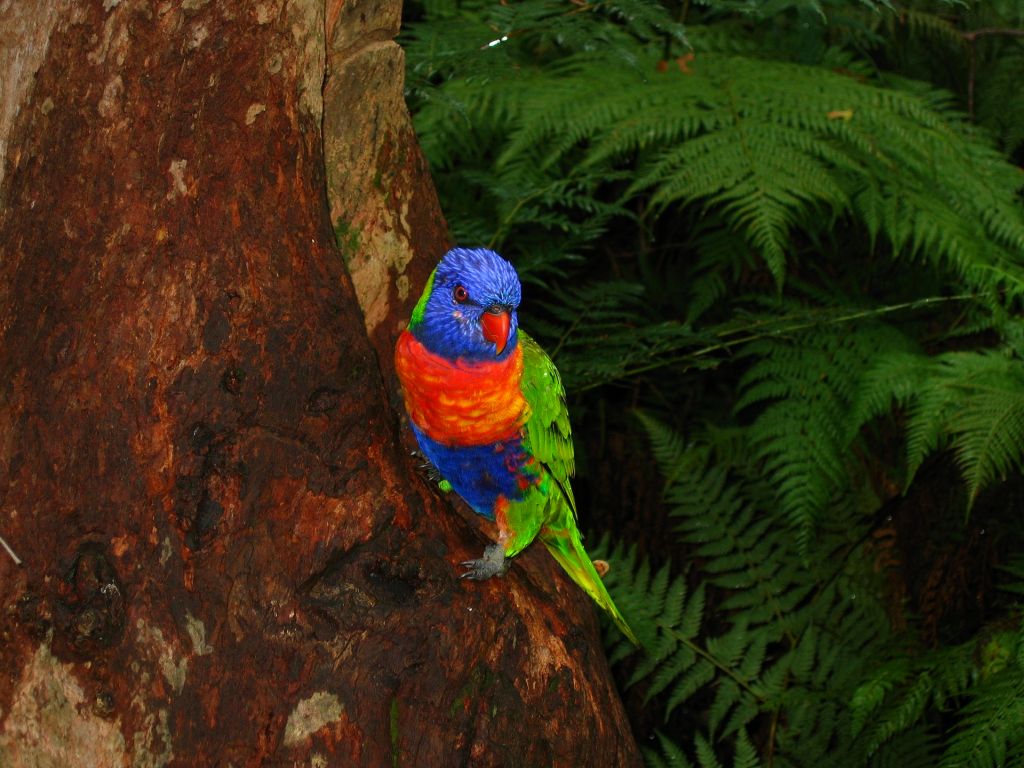 Lorikeet-in-Australia-Rainforest