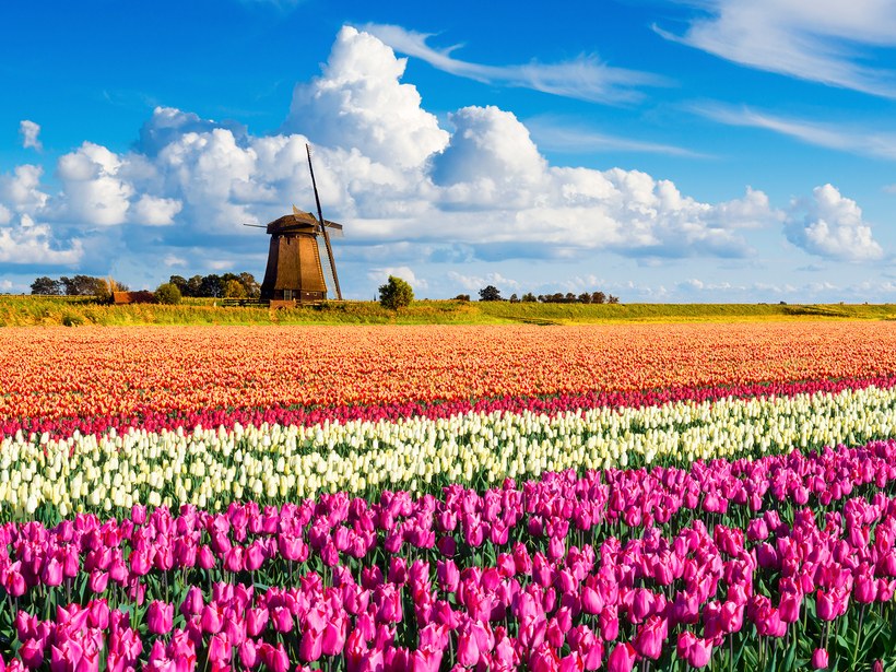 tulips-windmill-holland-cr-getty (1)