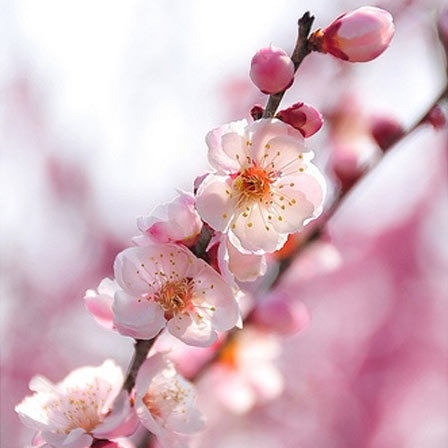 apple-blossom-flowers