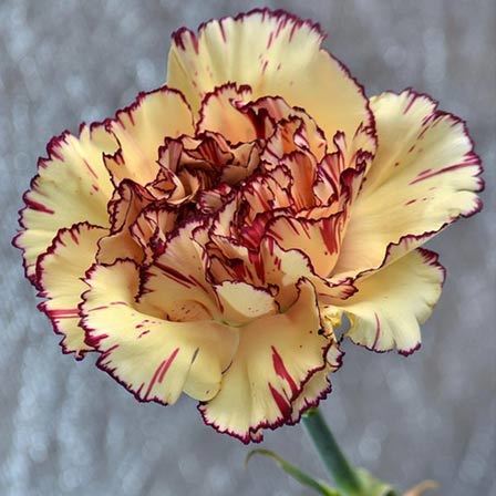 carnations-flowers