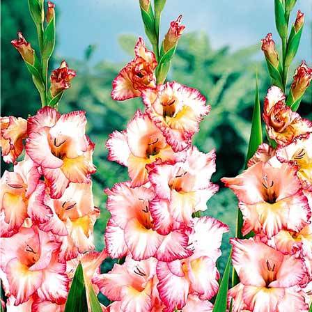 gladiolus-flowers