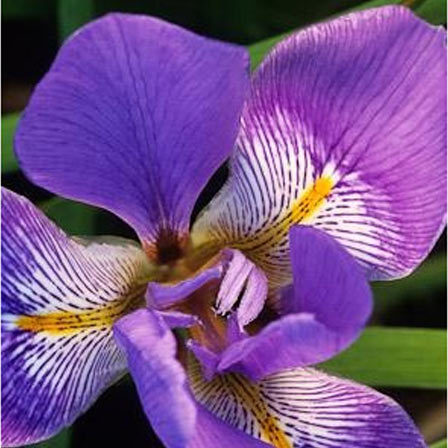 iris-flowers
