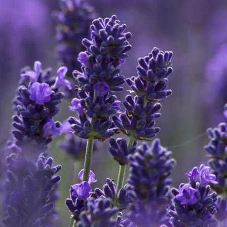 lavender-flowers