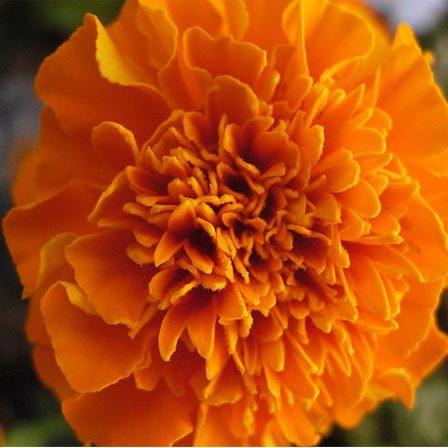 marigold-flowers1