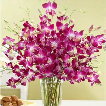 orchids-flowers