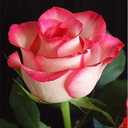 rose-flower