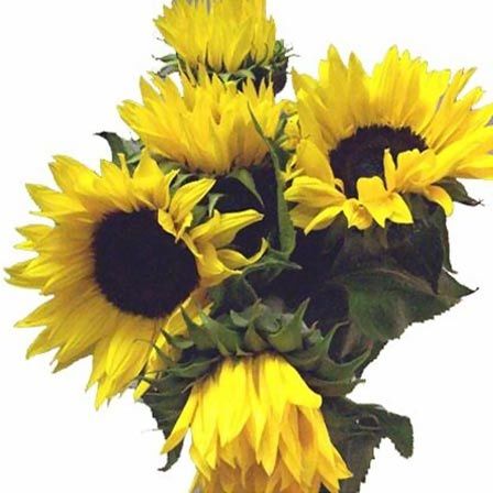 sunflower-flower
