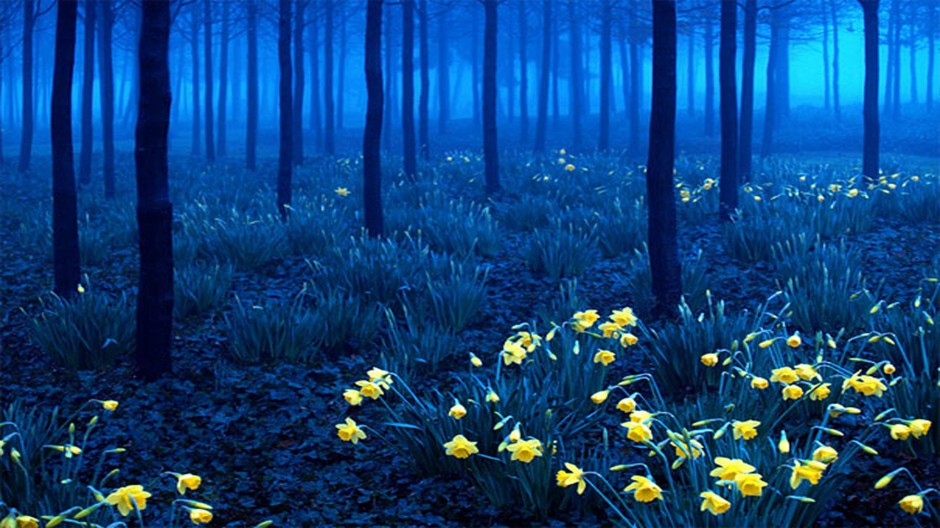 black-forest-germany-940×528