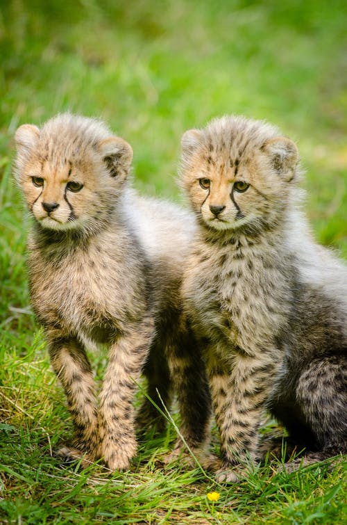 cheetahs-cubs-two-together-162318 (1)