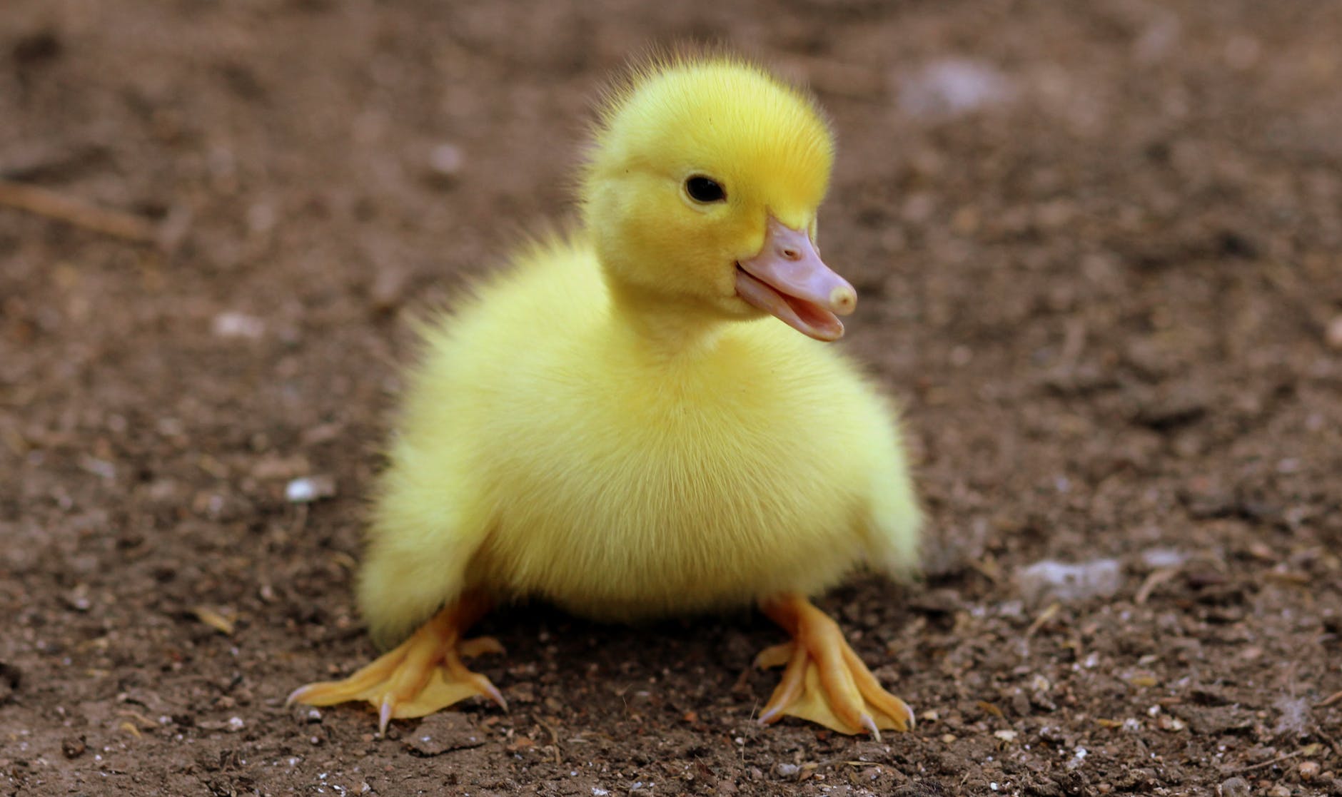 duckling-birds-yellow-fluffy-162140
