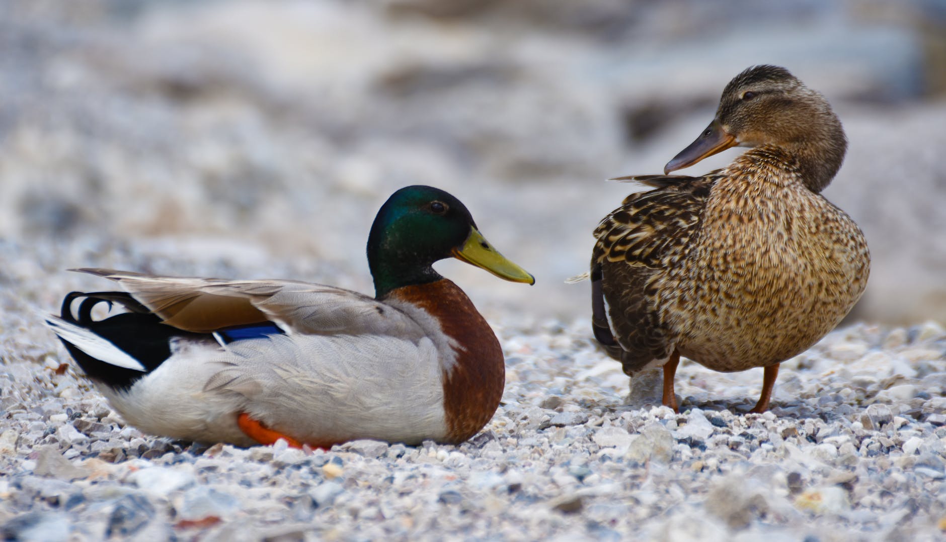 ducks-mallard-water-bird-duck-bird-162316