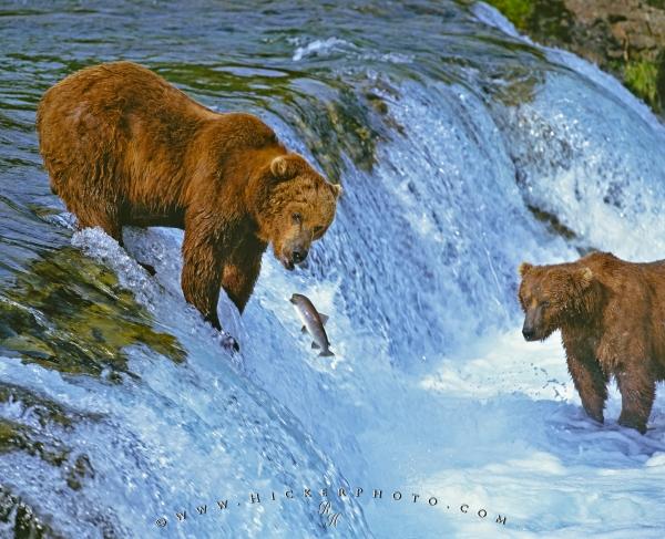 bears-fishing