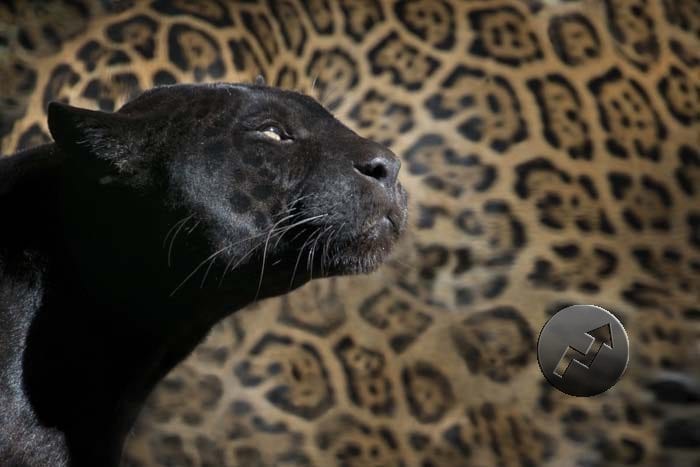 Panther-list-of-majestic-animals