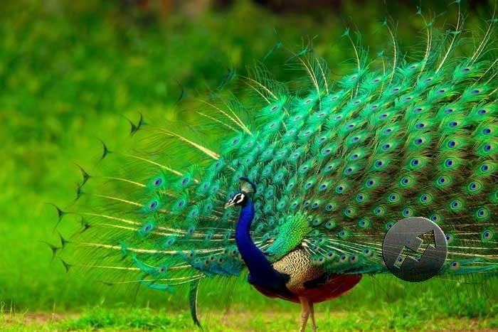 Peacock-Top-10-Most-Beautiful-Animals-In-The-World