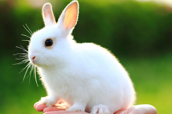 baby-rabbit