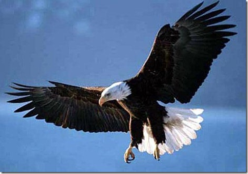 Eagle-Ten-Most-Beautiful-Animals_thumb