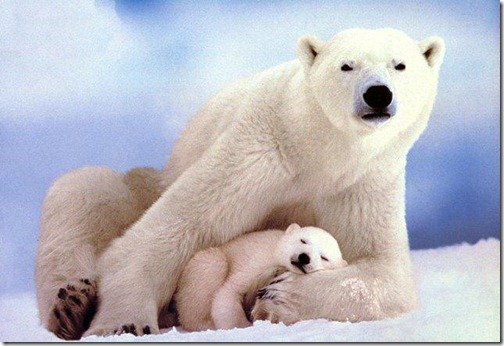 Polar-Bear-Ten-Most-Beautiful-Animals_thumb
