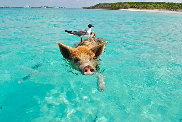paradise-island-pigs