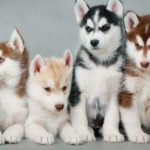 siberian-husky-puppies_3-150×150