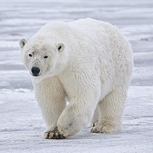 220px-Polar_Bear_-_Alaska_(cropped)