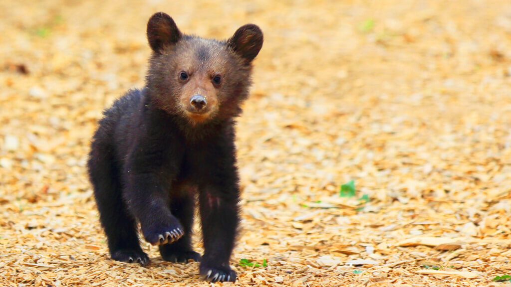 Bear-Cub2-1024×576