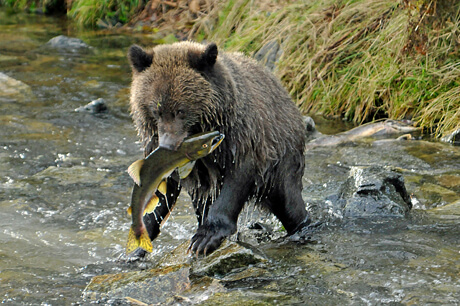 Cub-salmon-catch_Robert-Scriba
